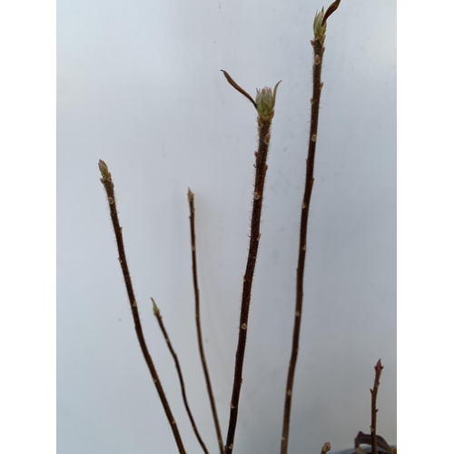 51 - TWO AZALEA MOLLIS  'DOUBLE PARFAIT' IN PINK AND 'NABUCCO' IN ORANGE RED IN 2 LTR POTS. IN BUD APPROX... 