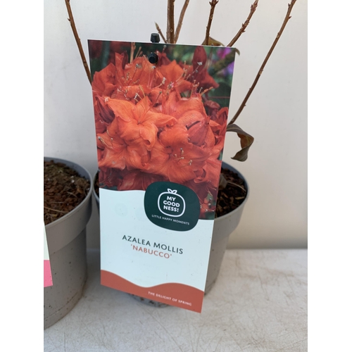 51 - TWO AZALEA MOLLIS  'DOUBLE PARFAIT' IN PINK AND 'NABUCCO' IN ORANGE RED IN 2 LTR POTS. IN BUD APPROX... 