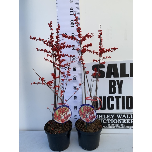 55 - 2 LARGE HOLLY ILEX VERTICILLATA WINTERBERRY IN 5 LTR POTS. OVER A METRE TALL LADEN WITH BRIGHT RED B... 