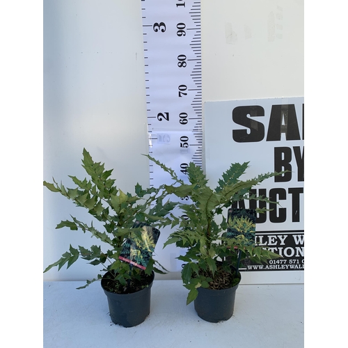 57 - TWO MAHONIA MEDIA 'CHARITY' PLANTS IN 5 LTR POTS. APPROX 50CM IN HEIGHT TO BE SOLD FOR THE TWO