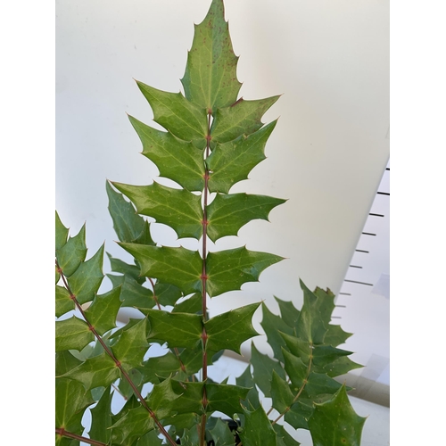 57 - TWO MAHONIA MEDIA 'CHARITY' PLANTS IN 5 LTR POTS. APPROX 50CM IN HEIGHT TO BE SOLD FOR THE TWO