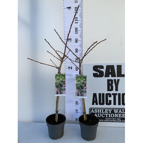 58 - TWO GINKGO BILOBA 'MARIKEN' IN 3 LTR POTS APPROX 100-120CM IN HEIGHT. TO BE SOLD FOR THE TWO