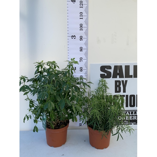 60 - TWO LARGE CHOISYA VARIETIES 'AZTEC PEARL' AND TERNATA IN 5 LTR POTS. APPROX 50-70CM IN HEIGHT. TO BE... 