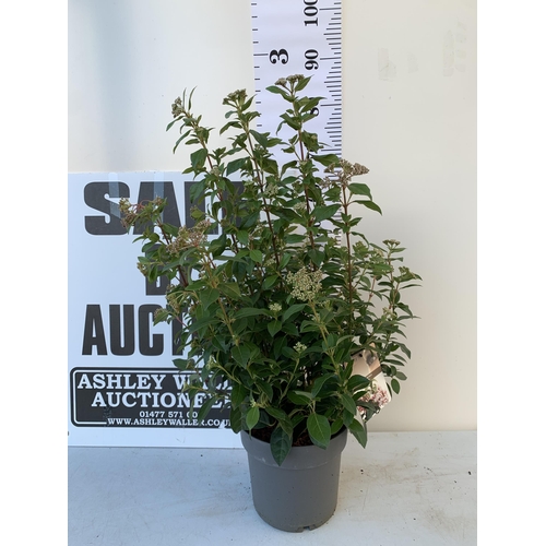 66 - ONE LARGE VIBURNUM TINUS SENSE IN 5 LTR POTS. APPROX 90CM IN HEIGHT