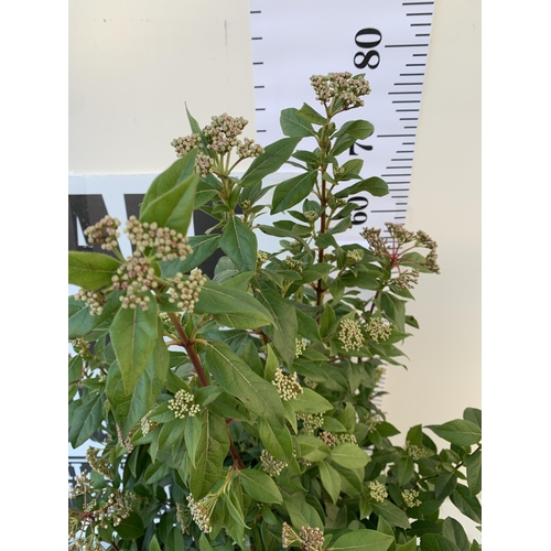 66 - ONE LARGE VIBURNUM TINUS SENSE IN 5 LTR POTS. APPROX 90CM IN HEIGHT