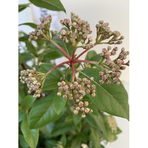 66 - ONE LARGE VIBURNUM TINUS SENSE IN 5 LTR POTS. APPROX 90CM IN HEIGHT