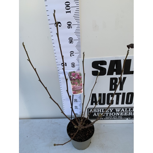 69 - ONE MAGNOLIA 'SATISFACTION' IN DARK PINK. APPROX 110CM TALL, IN BUD, IN A 5 LTR POT.