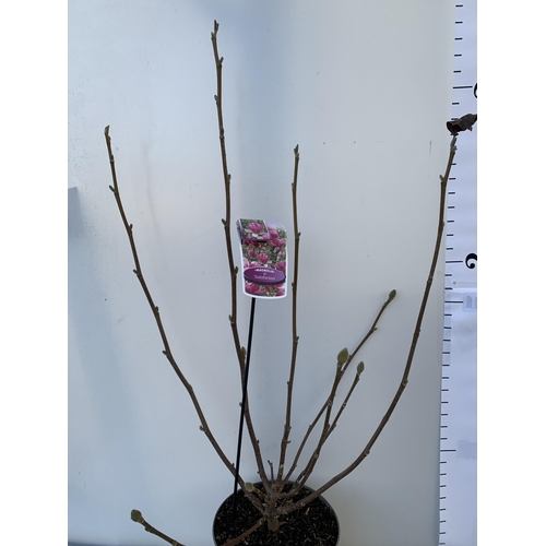 69 - ONE MAGNOLIA 'SATISFACTION' IN DARK PINK. APPROX 110CM TALL, IN BUD, IN A 5 LTR POT.