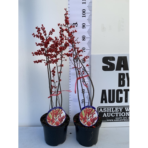 7 - 2 LARGE HOLLY ILEX VERTICILLATA WINTERBERRY IN 5 LTR POTS. APPROX A METRE TALL LADEN WITH RED BERRIE... 