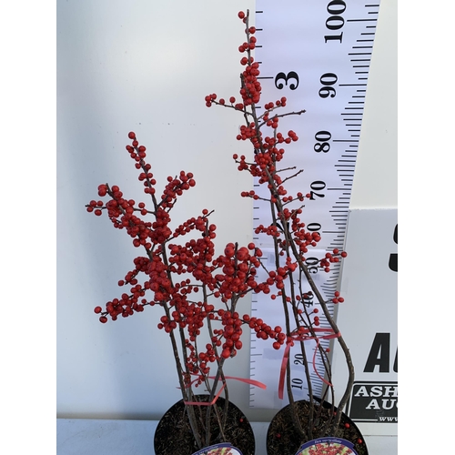 7 - 2 LARGE HOLLY ILEX VERTICILLATA WINTERBERRY IN 5 LTR POTS. APPROX A METRE TALL LADEN WITH RED BERRIE... 