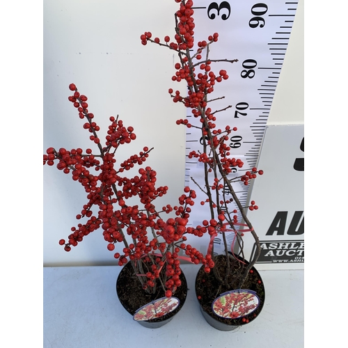 7 - 2 LARGE HOLLY ILEX VERTICILLATA WINTERBERRY IN 5 LTR POTS. APPROX A METRE TALL LADEN WITH RED BERRIE... 