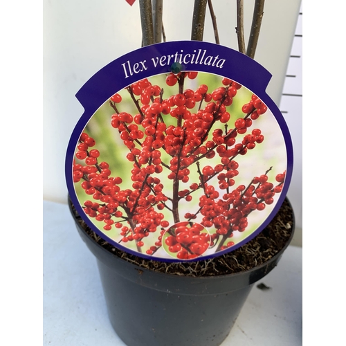 7 - 2 LARGE HOLLY ILEX VERTICILLATA WINTERBERRY IN 5 LTR POTS. APPROX A METRE TALL LADEN WITH RED BERRIE... 