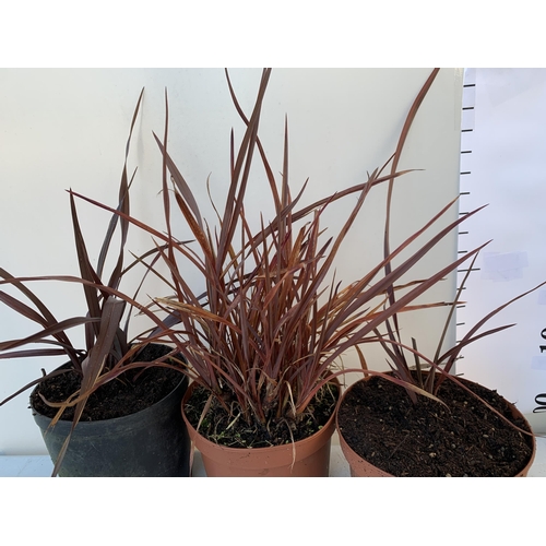 82 - THREE PHORMIUM TENAX 'PLATTS BLACK' IN 3 LTR POTS. APPROX 40-50CM IN HEIGHT TO BE SOLD FOR THE THREE