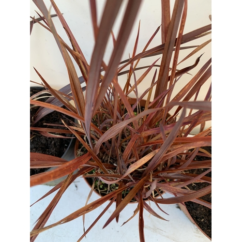 82 - THREE PHORMIUM TENAX 'PLATTS BLACK' IN 3 LTR POTS. APPROX 40-50CM IN HEIGHT TO BE SOLD FOR THE THREE