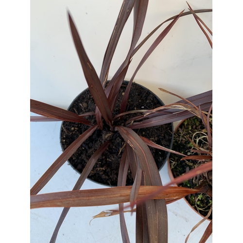 82 - THREE PHORMIUM TENAX 'PLATTS BLACK' IN 3 LTR POTS. APPROX 40-50CM IN HEIGHT TO BE SOLD FOR THE THREE