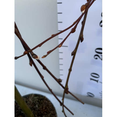 97 - TWO WEEPING WILLOW SALIX 'KILMARNOCK' PATIO DWARF STANDARD TREES. FORMS A DOME SHAPE WITH CATKINS AN... 