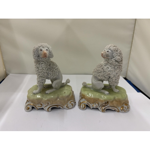 7 - A PAIR OF EARLY 20TH CENTURY DRESDEN MODELS OF POODLES ON SCROLL RECTANGULAR BASES