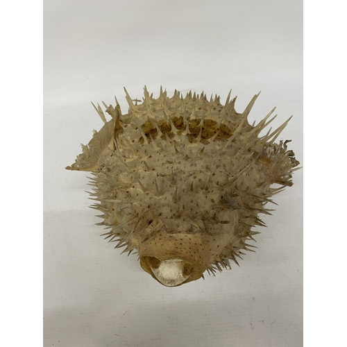 41 - A TAXIDERMY PUFFER FISH, LENGTH APROX 33CM, HEIGHT APPROX 19CM