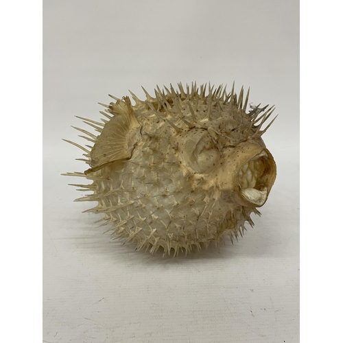 41 - A TAXIDERMY PUFFER FISH, LENGTH APROX 33CM, HEIGHT APPROX 19CM