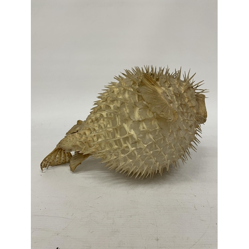 41 - A TAXIDERMY PUFFER FISH, LENGTH APROX 33CM, HEIGHT APPROX 19CM