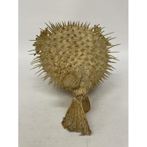 41 - A TAXIDERMY PUFFER FISH, LENGTH APROX 33CM, HEIGHT APPROX 19CM