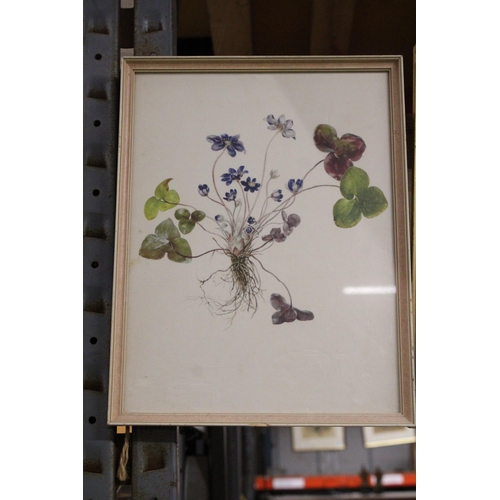 996 - A PAIR OF VINTAGE FRAMED BOTANICAL PRINTS