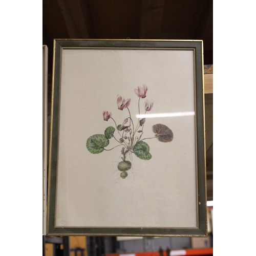 996 - A PAIR OF VINTAGE FRAMED BOTANICAL PRINTS