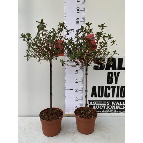 1 - TWO AZALEA JAPONICA STANDARD TREE RED 'ALADDIN'. APPROX ONE METRE IN HEIGHT IN 4 LTR POTS, TO BE SOL... 