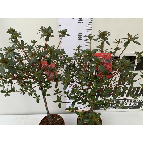 1 - TWO AZALEA JAPONICA STANDARD TREE RED 'ALADDIN'. APPROX ONE METRE IN HEIGHT IN 4 LTR POTS, TO BE SOL... 