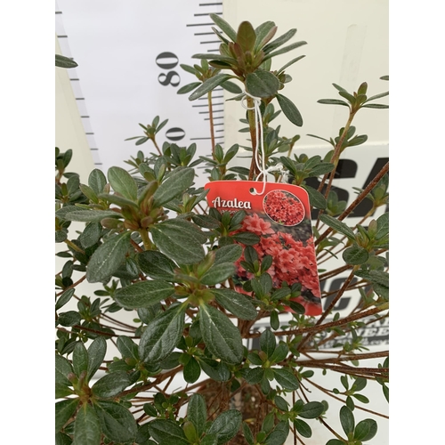 1 - TWO AZALEA JAPONICA STANDARD TREE RED 'ALADDIN'. APPROX ONE METRE IN HEIGHT IN 4 LTR POTS, TO BE SOL... 