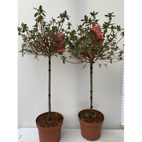 1 - TWO AZALEA JAPONICA STANDARD TREE RED 'ALADDIN'. APPROX ONE METRE IN HEIGHT IN 4 LTR POTS, TO BE SOL... 