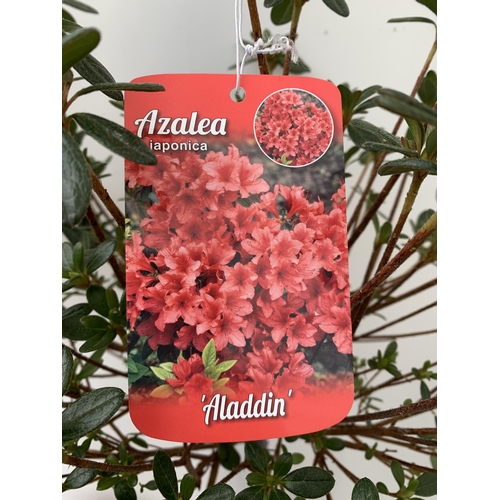 1 - TWO AZALEA JAPONICA STANDARD TREE RED 'ALADDIN'. APPROX ONE METRE IN HEIGHT IN 4 LTR POTS, TO BE SOL... 