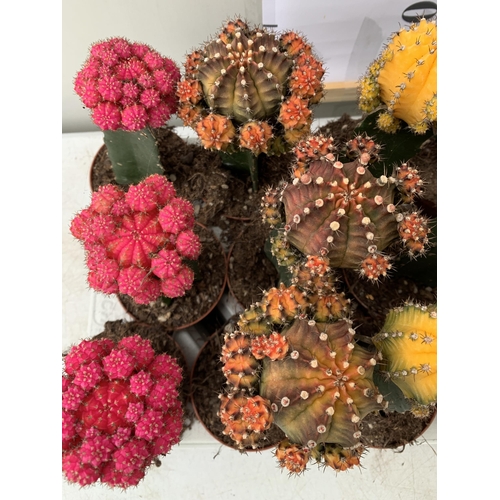 123 - EIGHTEEN MOON CACTUS GYMNOCALYCIUM MIHANOVICHII IN 9CM POTS ON A TRAY. BRIGHTLY COLOURED MIXED VARIE... 