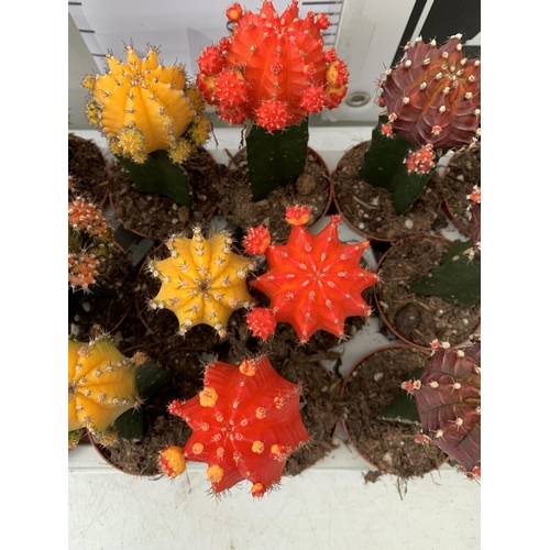 123 - EIGHTEEN MOON CACTUS GYMNOCALYCIUM MIHANOVICHII IN 9CM POTS ON A TRAY. BRIGHTLY COLOURED MIXED VARIE... 