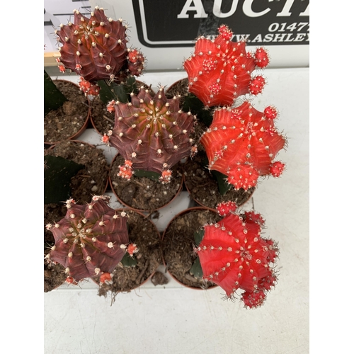 123 - EIGHTEEN MOON CACTUS GYMNOCALYCIUM MIHANOVICHII IN 9CM POTS ON A TRAY. BRIGHTLY COLOURED MIXED VARIE... 