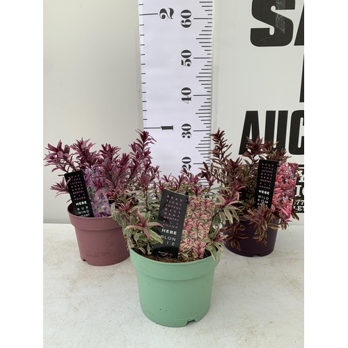 18 - THREE MIXED MAGIC COLOUR HEBES, 'BLONDIE', 'BURNING HEART' AND 'WILD ROMANCE'. IN 2 LTR POTS, BRIGHT... 