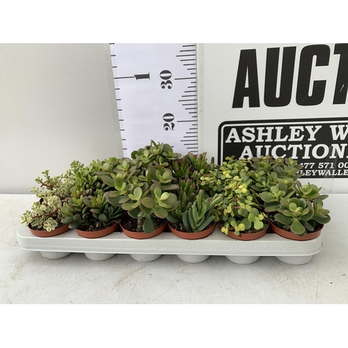 20 - EIGHTEEN MIXED CRASSULA SUCCULENT PLANTS IN 9CM POTS ON A TRAY. BETWEEN 10-20CM IN HEIGHT TO BE SOLD... 