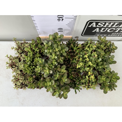 20 - EIGHTEEN MIXED CRASSULA SUCCULENT PLANTS IN 9CM POTS ON A TRAY. BETWEEN 10-20CM IN HEIGHT TO BE SOLD... 