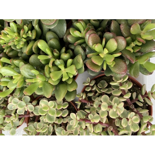 20 - EIGHTEEN MIXED CRASSULA SUCCULENT PLANTS IN 9CM POTS ON A TRAY. BETWEEN 10-20CM IN HEIGHT TO BE SOLD... 