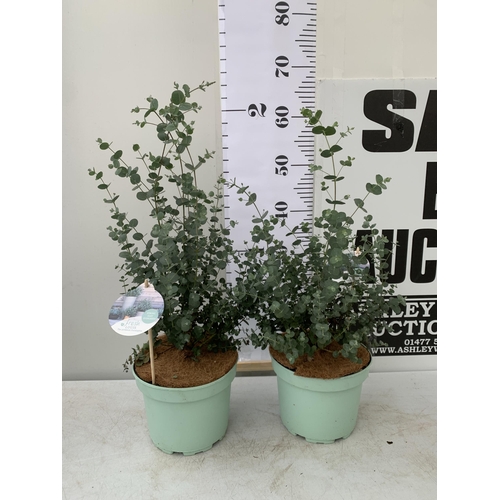 3 - TWO EUCALYPTUS GUNNI 'FRESH LOUIS', CIDER GUM IN 3 LTR POTS. APPROX 60CM IN HEIGHT, TO BE SOLD FOR T... 