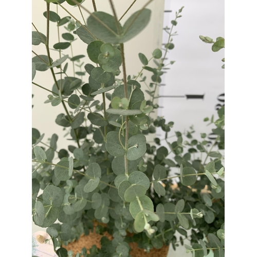 3 - TWO EUCALYPTUS GUNNI 'FRESH LOUIS', CIDER GUM IN 3 LTR POTS. APPROX 60CM IN HEIGHT, TO BE SOLD FOR T... 