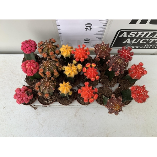 34 - EIGHTEEN MOON CACTUS GYMNOCALYCIUM MIHANOVICHII IN 9CM POTS ON A TRAY. BRIGHTLY COLOURED MIXED VARIE... 