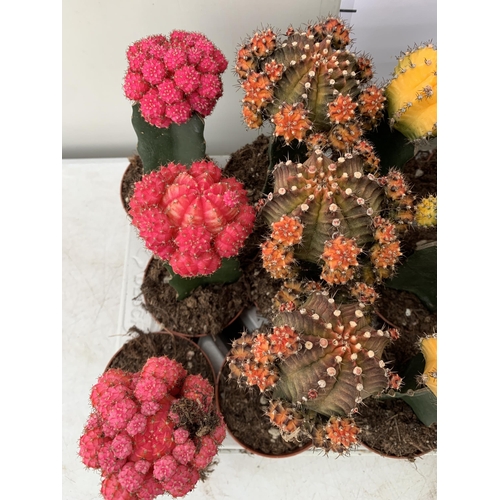 34 - EIGHTEEN MOON CACTUS GYMNOCALYCIUM MIHANOVICHII IN 9CM POTS ON A TRAY. BRIGHTLY COLOURED MIXED VARIE... 