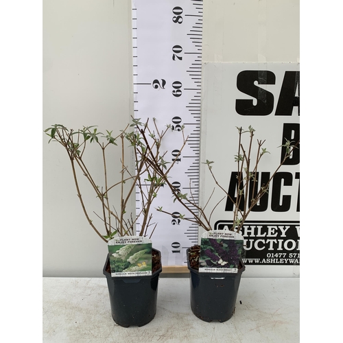 37 - TWO BUDDLEIA DAVIDII 'WHITE PROFUSION' AND 'BLACK KNIGHT'. APPROX 50CM TALL IN 2 LTR POTS, TO BE SOL... 