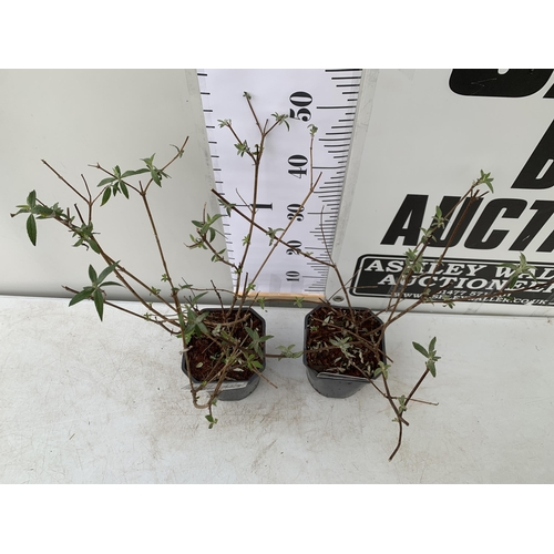 37 - TWO BUDDLEIA DAVIDII 'WHITE PROFUSION' AND 'BLACK KNIGHT'. APPROX 50CM TALL IN 2 LTR POTS, TO BE SOL... 