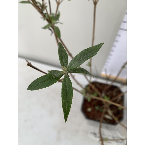 37 - TWO BUDDLEIA DAVIDII 'WHITE PROFUSION' AND 'BLACK KNIGHT'. APPROX 50CM TALL IN 2 LTR POTS, TO BE SOL... 