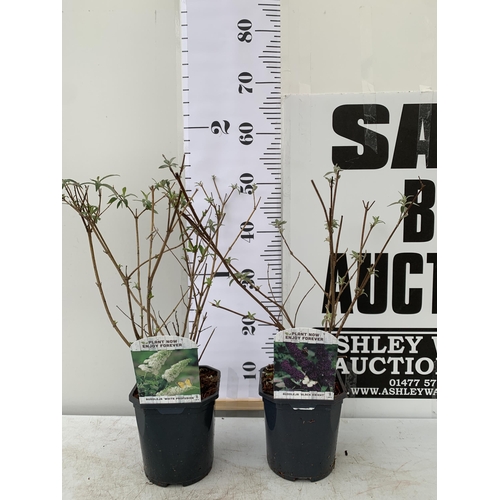 37 - TWO BUDDLEIA DAVIDII 'WHITE PROFUSION' AND 'BLACK KNIGHT'. APPROX 50CM TALL IN 2 LTR POTS, TO BE SOL... 