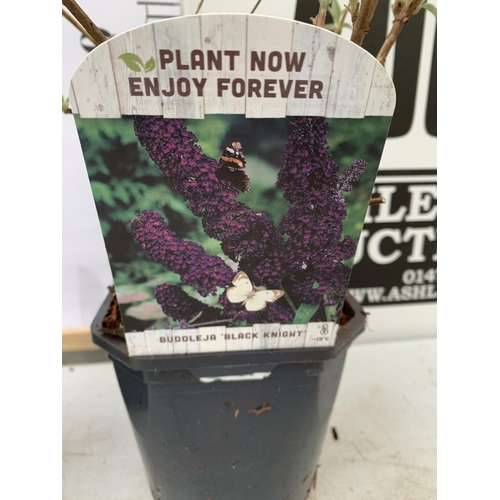 37 - TWO BUDDLEIA DAVIDII 'WHITE PROFUSION' AND 'BLACK KNIGHT'. APPROX 50CM TALL IN 2 LTR POTS, TO BE SOL... 