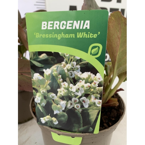 38 - THREE BERGENIAS 'BRESSINGHAM WHITE' ELEPHANTS EARS IN 2 LTR POTS. APPROX 30CM IN HEIGHT, HAVE WHITE ... 