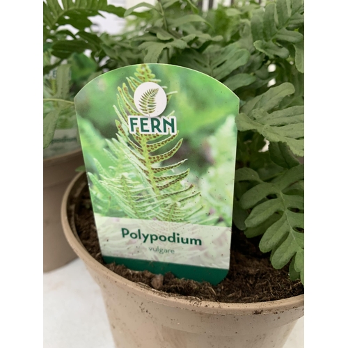 42 - FOUR MIXED VARIETIES OF FERNS TO INCLUDE POLYPODIUM, CYRTOMIUM AND DRYOPTERIS IN 2 LTR POTS. APPROX ... 